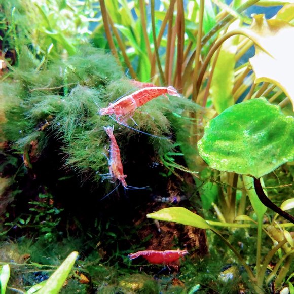 Meet your Posher - Picture 10 of 14